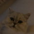 Duman
