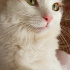 Pamuk