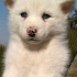 Lumi