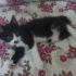 Zeytin
