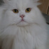 Bulut