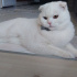 Sütlaç