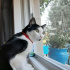 Shiloh