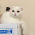 Pamuk