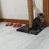 3 haftalık kedi