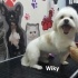 Wiky