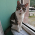 Bulut