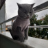 Duman