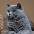 Duman