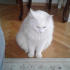 Pamuk