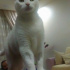 Pamuk