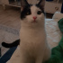 Pamuk