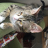 Gato