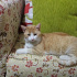Pamuk