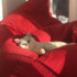 Pamuk