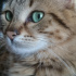 Duman