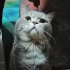Duman
