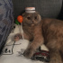 Mia