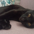 Zeytin