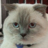 Bulut