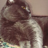 Duman