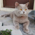 Paşa