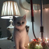 Pamuk