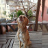 Paşa