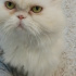 Pamuk
