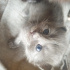 Duman