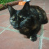 Zeytin