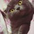 Gece