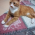 Şanslı