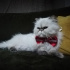 Pamuk