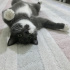 duman