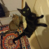 Zeytin