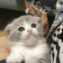 Pamuk