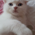 Bal