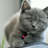 Duman