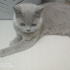 Duman