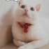 Pamuk