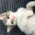 Pamuk