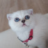 Chanel Pamuk