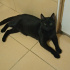 zeytin