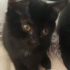 Zeytin