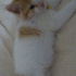 Pamuk