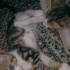 Pamuk