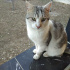 Bulut