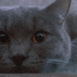 Duman