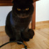 Zeytin